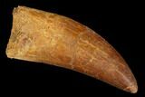 Serrated, Carcharodontosaurus Tooth - Real Dinosaur Tooth #176734-1